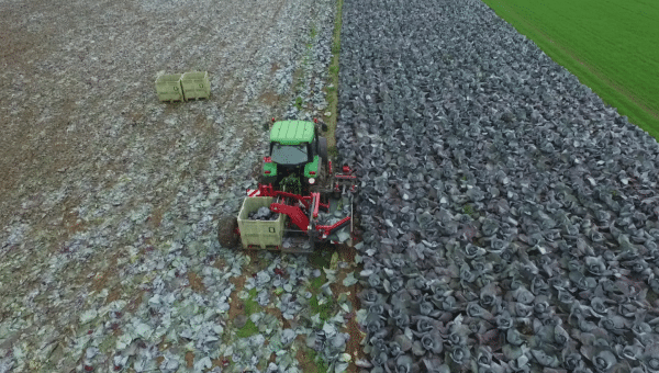 Cabbage Harvester