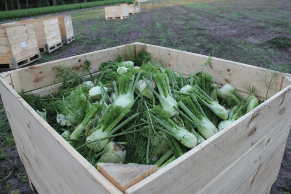 Fennel and celery Harvester